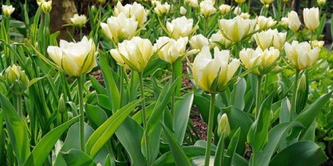 Tulipani božura: fotografija, sadnja i njega, sorte